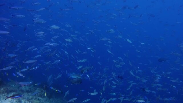 Large number of small fish being chased by Giant Trevallies and Bluefin trevallies