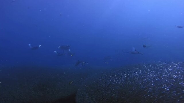 Dozens of Mobula rays gather in Raja Ampat to hunt the big schools of anchovies. These videos show their hunting behaviour and how they attack the schools of anchovies. Clip 09 of 27