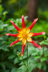 Fototapete bei efototapeten.de bestellen   