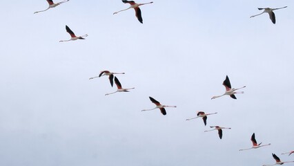 Flamingos flying in formation against a clear sky, symbolizing freedom, migration, travel, and environmental preservation in the animal kingdom