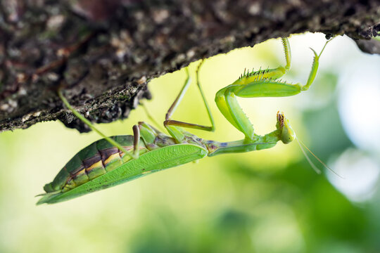 Close up photo of a Green praying mantis Mantis religiosa