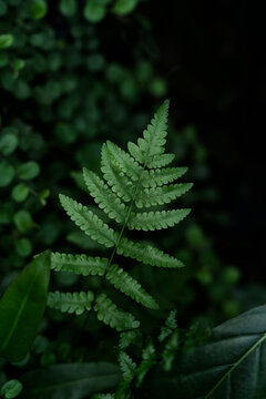 tropical fern leaf, dark nature background