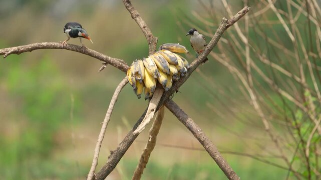 Siamese Pied Myna Pied Mynas or Asian Pied Starlings Sturnus contra eating a ripe banana.	
