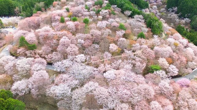Aerial view of Mount Yoshino covered with hundreds of colorful cherry blossom trees in full bloom, in soft morning light, drone slowly flies over the mountain, sakura season in spring, Nara, Japan.