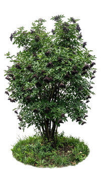Elderberry Bush Realistic Image Isolated on Transparent Background for Nature Scene Composition