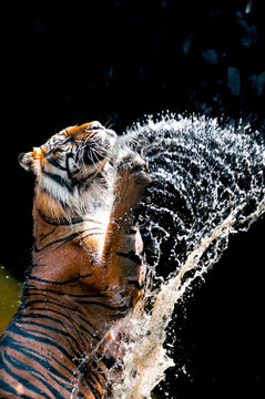 Sumatran tiger in water