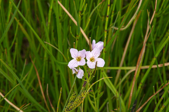 Seljalandsfoss Iceland, pink flowers of cardamine pratensis, or cuckoo flower.