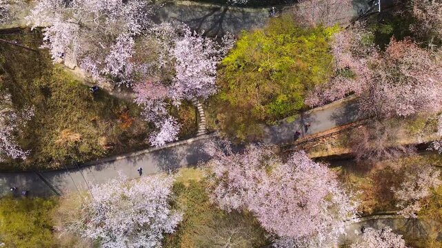Top-down view of Mount Yoshino, Shimosenbon, covered with dozens of colorful cherry blossom trees in full bloom on a hill with a winding path and people walking, zooming out, spring, Nara, Japan.
