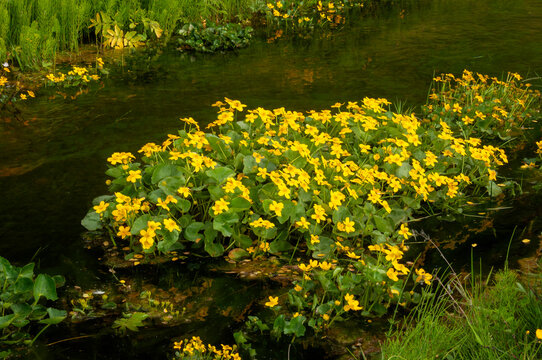 Seljalandsfoss Iceland, flowering marsh marigold plants in stream