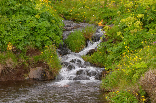 Seljalandsfoss Iceland, cascade in stream surrounded by wildflowers