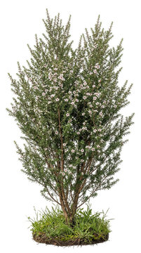 Manuka Bush Realistic Image Isolated on Transparent Background for Architectural Visualization