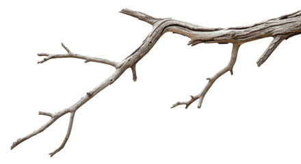 Fototapeta premium Dry tree branch cutout isolated on transparent bg, png