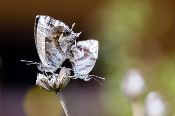 Accouplement de papillons, Brun des Pélargoniums Cacyreus marshalli, posés sur une brindille sèche, avec fond flou. © YVO-Photos