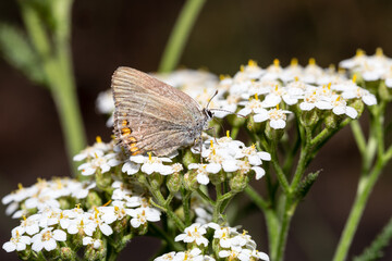 Papillon, Thécla des nerpruns, Satyrium spini, posé sur les inflorescences d'une achillée millefeuille. © YVO-Photos