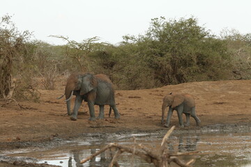Fototapeta premium Young African Elephant walking along muddy waterhole edge 