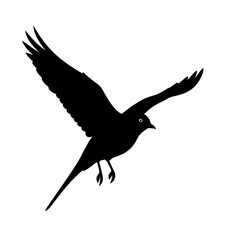 Obraz premium Black silhouette of a bird in flight with outstretched wings and tail feathers visible