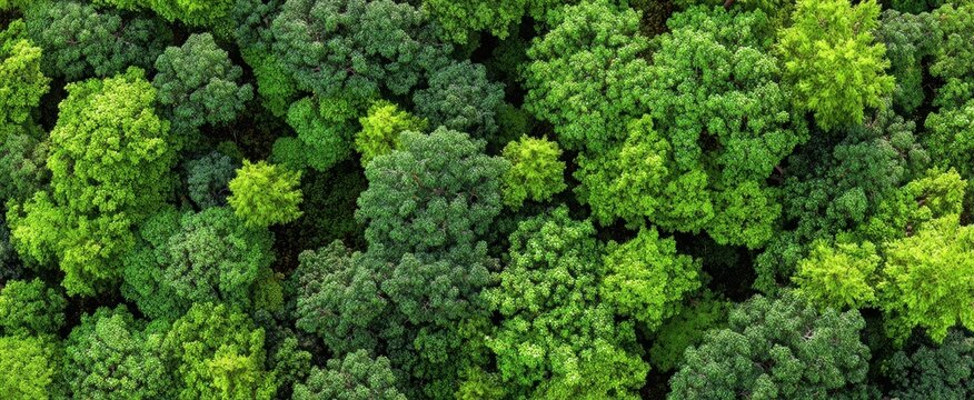 The Forest Canopy Seen From Above Revealing Lush Green Treetops And Texture