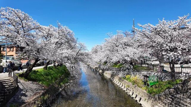 White cherry blossoms in full bloom lining both sides of Gojo River with petals floating on the river, reflection of cherry blossoms on the water surface, blue sky, sunny spring day, Iwakura, Japan