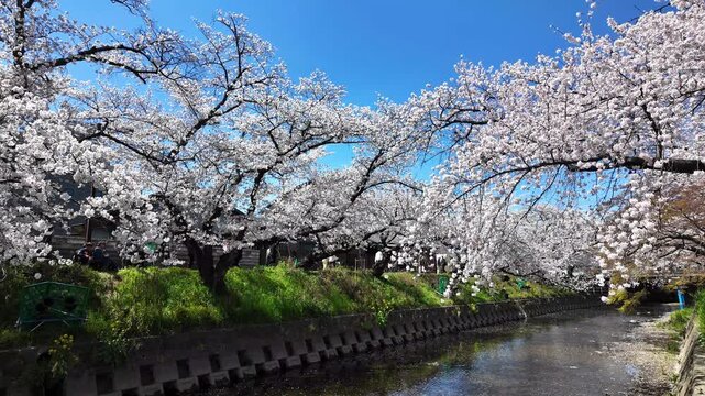 White cherry blossoms in full bloom lining both sides of Gojo River with petals floating on the river, reflection of cherry blossoms on water&rsquo;s surface, blue sky, sunny spring day, Iwakura, Japan