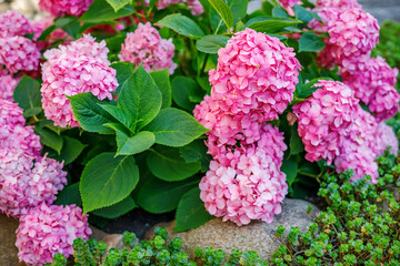 Lush pink hydrangea bush blooming in a summer garden with vibrant green leaves for landscape design and horticulture concept