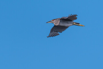 Obraz premium Black-Crowned Night Heron in Flight with Blue Background