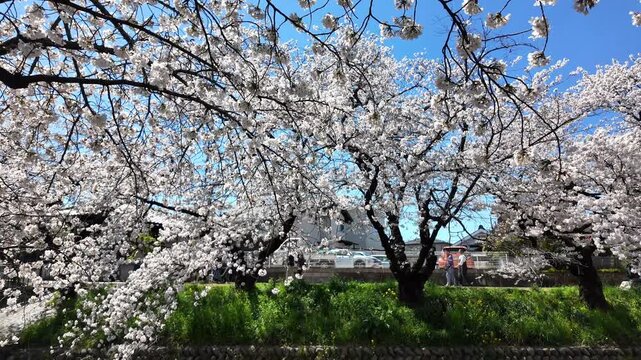 White cherry blossoms in full bloom shining in the sunlight, a blue sky, people walking on the street, petals floating on the river, on a sunny spring day, Gojo River, Iwakura. Cherry Blossom, Japan