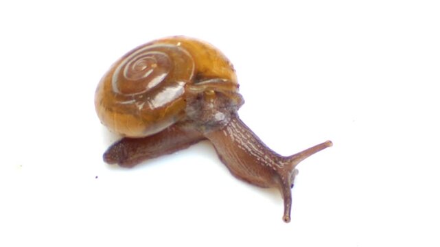 A detailed macro video capturing a small snail using its eyestalks and tentacles to sense its surroundings while crawling slowly on a white background
