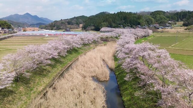 Aerial flyover of white cherry blossoms in full bloom lining both sides of Uda river, in afternoon light on a sunny day, sakura season in spring, in countryside Uda, Nara, Japan.
