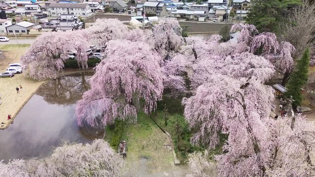 Aerial flyover of massive weeping cherry trees in full bloom at Anyoji Temple during sakura season in spring, Matsumoto, Nagano Prefecture, Japan.