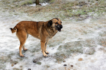 Alert brown dog standing on a lightly snow-covered field, looking to the side. Outdoor winter scene suitable for pet, nature, and seasonal themes.