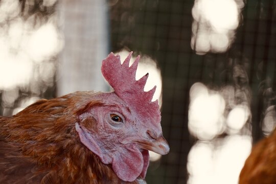 Ailing domestic hen head close up, poultry disease or old age symptoms