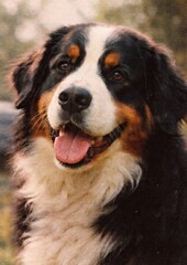 Fluffy dog portrait poster image