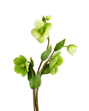 Green and white hellebore flowers in a small bouquet isolated on white or transparent background