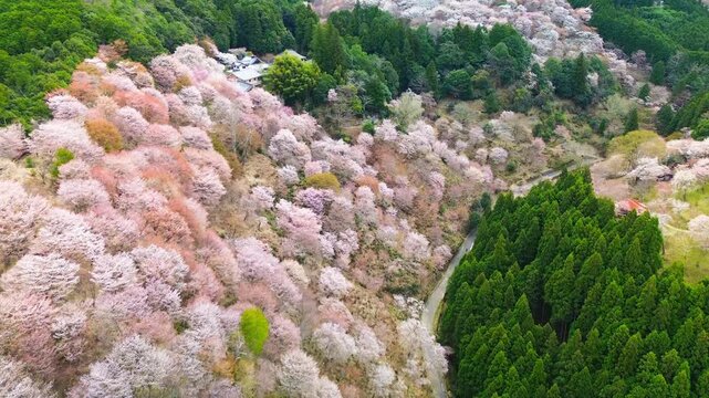 Aerial view of Mount Yoshino covered with hundreds of colorful cherry blossom trees in full bloom, in soft morning light, drone flies over the mountain path, sakura season in spring, Nara, Japan.