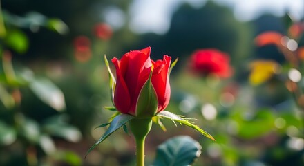 A vibrant red rose in a lush garden setting