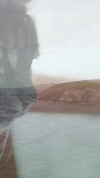 Vertical video: Tabby cat shifting head right while overlay fading revealing coast for design