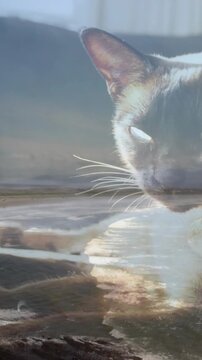 Vertical video: Sun shifting and moving waves on pane nudging cat blinking, turning, seeking warmth