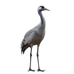 Fototapeta premium Gray crane bird standing, isolated on a transparent background