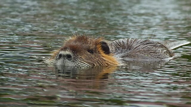 Nutria Gliding Through Quiet Water at Sunset &mdash; A Peaceful Moment of Adaptation and Survival