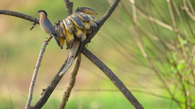 Brahminy Starling is a superb looking bird at close range. beautiful bird Brahminy Starling, eating a ripe banana ,take of Thailand