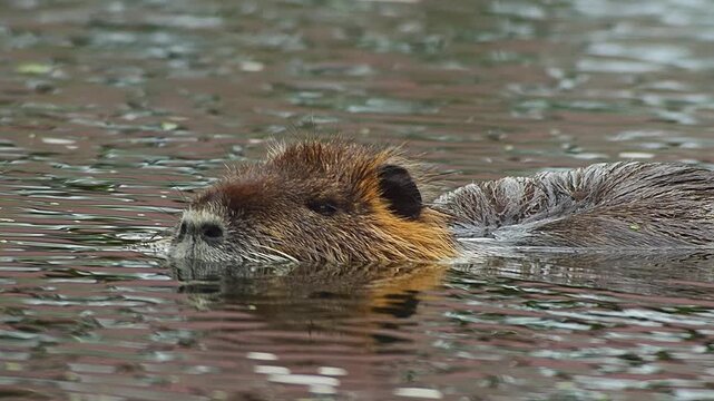 Nutria Gliding Through Quiet Water at Sunset &mdash; A Peaceful Moment of Adaptation and Survival
