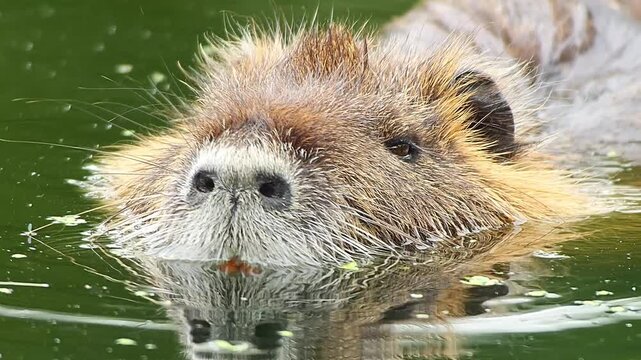 Nutria Gliding Through Quiet Water at Sunset &mdash; A Peaceful Moment of Adaptation and Survival