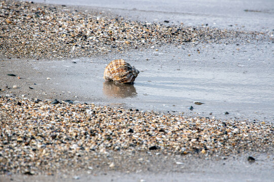 large rapan on the shore of an abandoned beach in the summer
