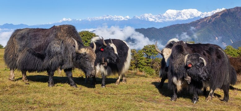 Yak animal bos mutus grunniens himalaya mountain yaks
