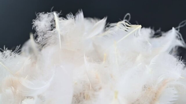 swan fluff on a black background