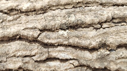 Obraz premium Close Up Texture Of Natural Tree Bark Background