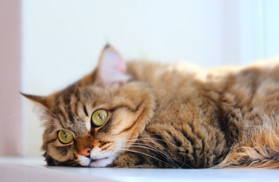 Portrait of lying tabby cat on white. Cat on examination table of veterinarian clinic. Veterinary care.