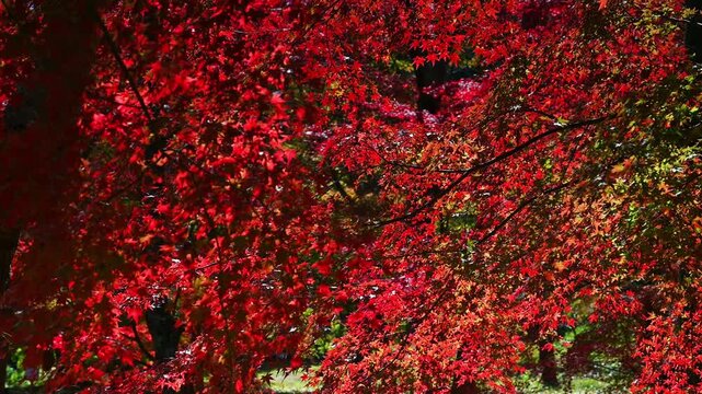 燃えるような深紅の紅葉。画面いっぱいに広がる鮮やかな赤モミジの群生
「深い影の中から浮かび上がるような、鮮烈な赤。重なり合うモミジの葉が織りなす圧倒的な色彩美を捉えました。落ち着いたトーンの中に生命力を感じる映像」
阿蘇郡小国町
A vibrant cluster of red maple leaves fills the screen.
