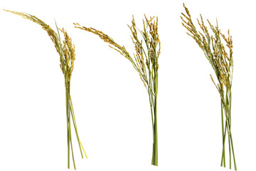 A close-up, isolated image of ripening jasmine rice stalks on a PNG file with a transparent background. © Warawut