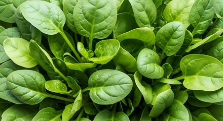Obraz premium A lush, vibrant close-up of fresh spinach leaves, showcasing their deep green color, delicate veins, and textured surface.